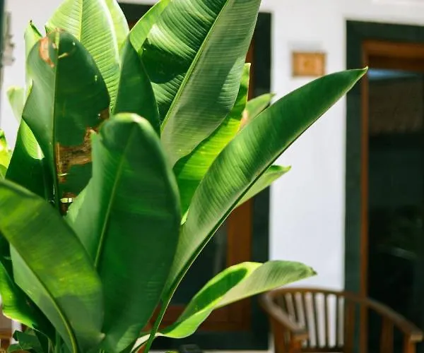 Guest house Adi Canggu (Bali)